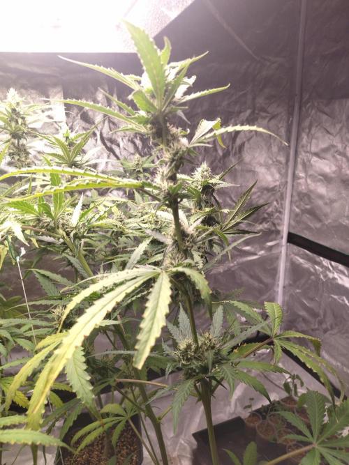 #1 2026 Auto fastbuds. Week 7 - Gorilla punch auto