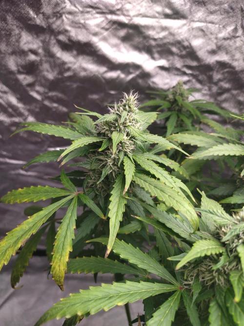 #1 2026 Auto fastbuds. Week 7 - Purple lemonade auto #2