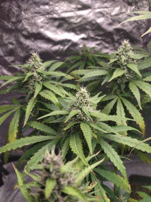 #1 2026 Auto fastbuds. Week 7 - Purple lemonade auto #2