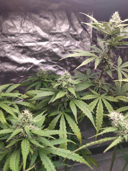 #1 2026 Auto fastbuds. Week 7 - Purple lemonade auto #2