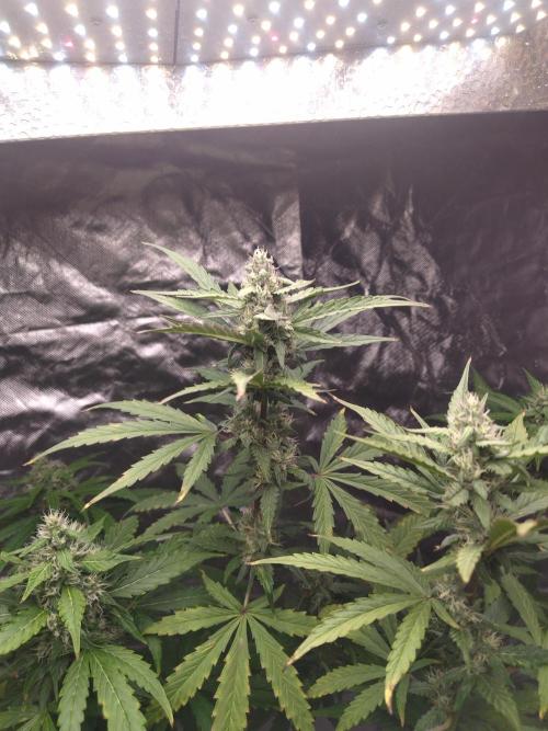 #1 2026 Auto fastbuds. Week 7 - Z auto 
