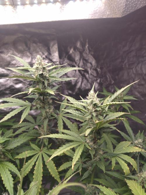 #1 2026 Auto fastbuds. Week 7 - Z auto 