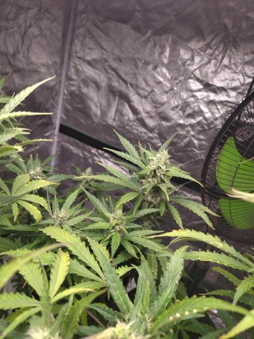 #1 2026 Auto fastbuds. Week 7 - Z auto 