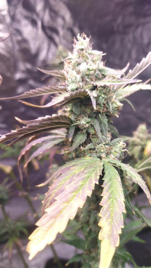 #1 2026 Auto fastbuds. Week 8 - Z auto 