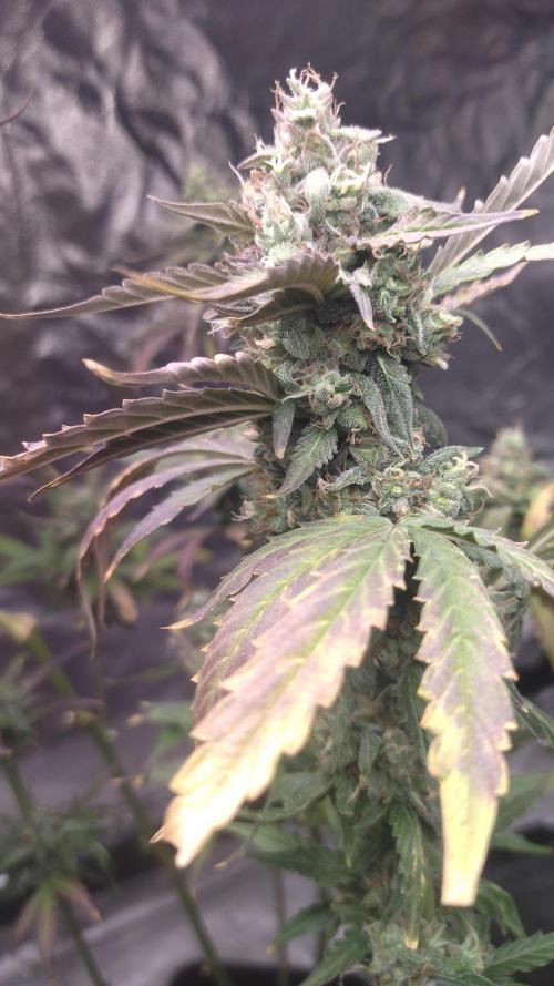 #1 2026 Auto fastbuds. Week 8 - Z auto 