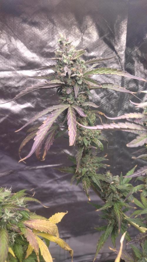 #1 2026 Auto fastbuds. Week 8 - Z auto 