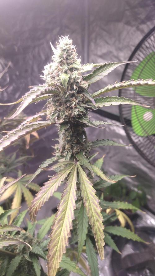 #1 2026 Auto fastbuds. Week 8 - Gorilla punch auto 