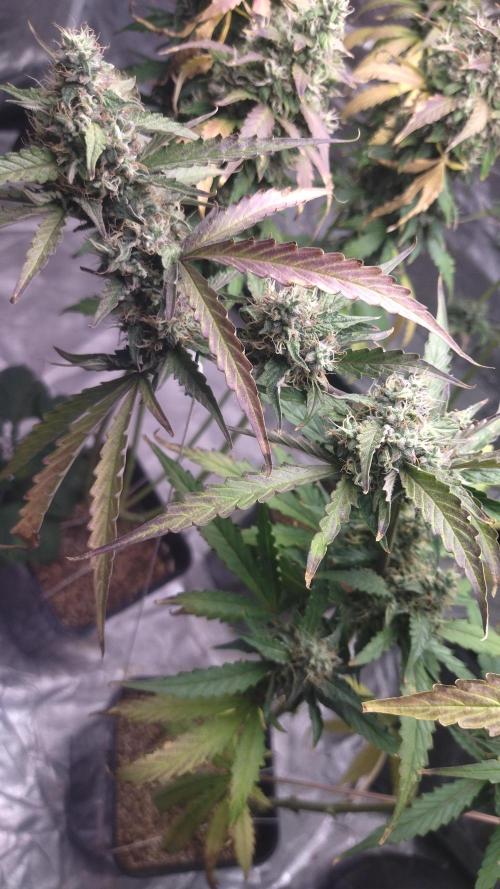 #1 2026 Auto fastbuds. Week 8 - Gorilla punch auto