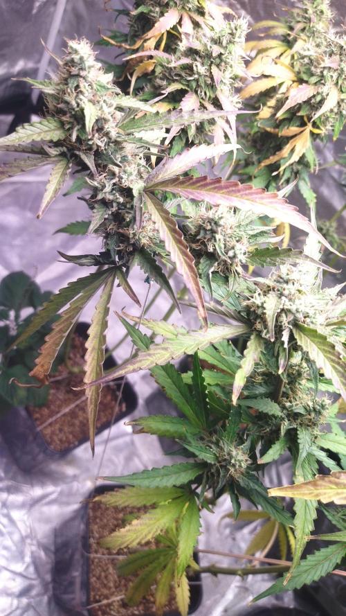 #1 2026 Auto fastbuds. Week 8 - Gorilla punch auto