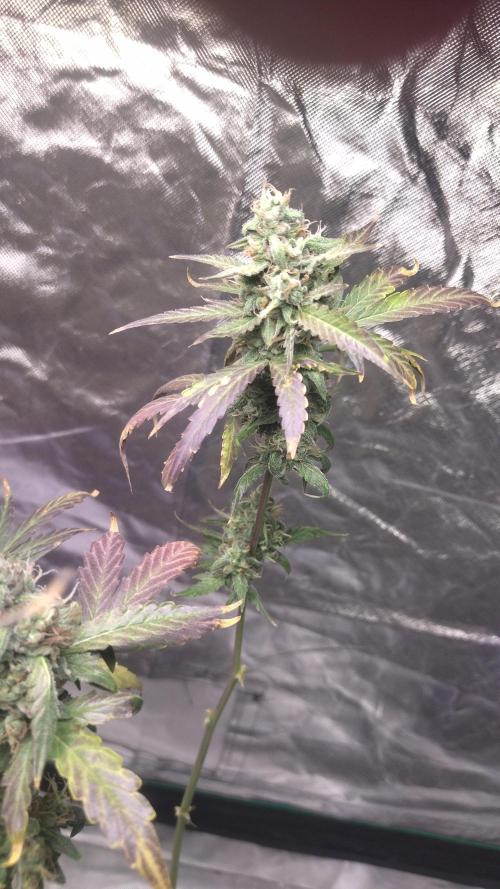 #1 2026 Auto fastbuds. Week 8 - Z auto 