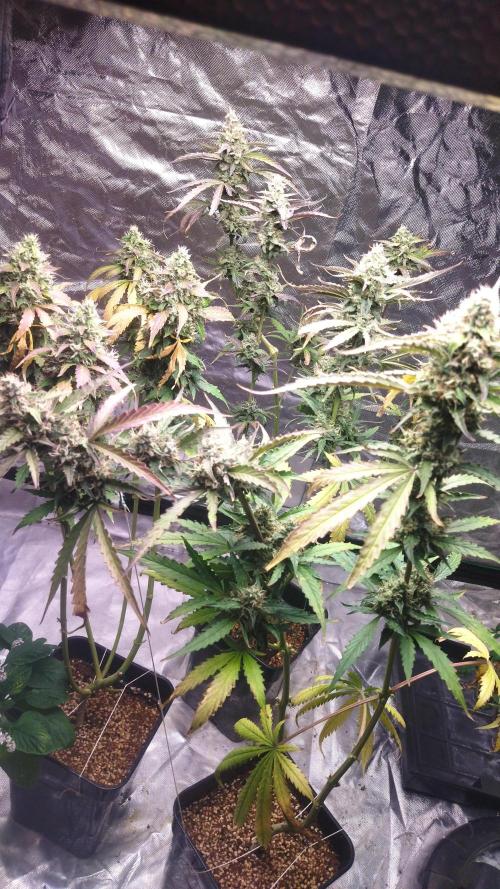 #1 2026 Auto fastbuds. Week 8 - 3 last champions :)))))))