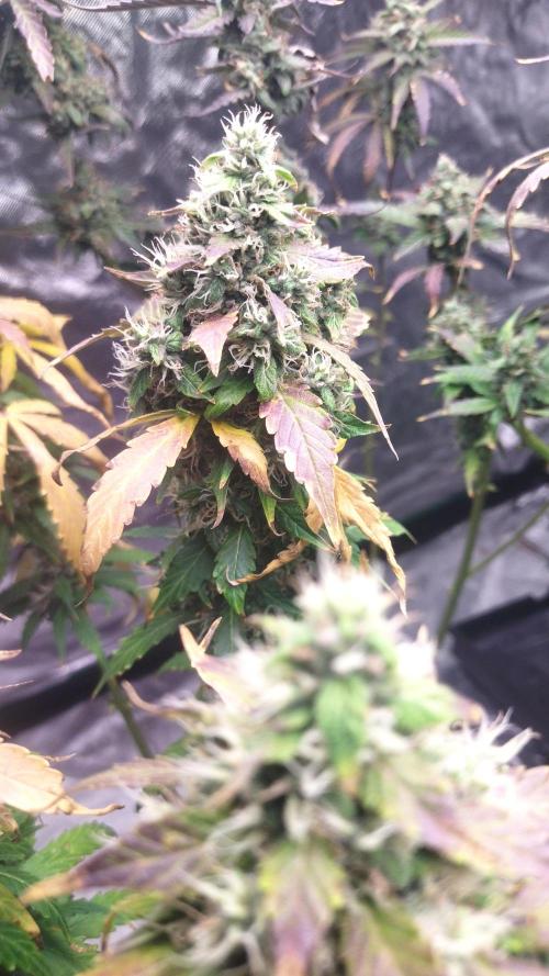 #1 2026 Auto fastbuds. Week 8 - Purple lemonade auto 