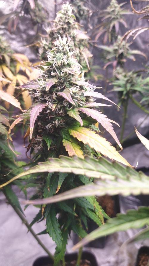 #1 2026 Auto fastbuds. Week 8 - Purple lemonade auto