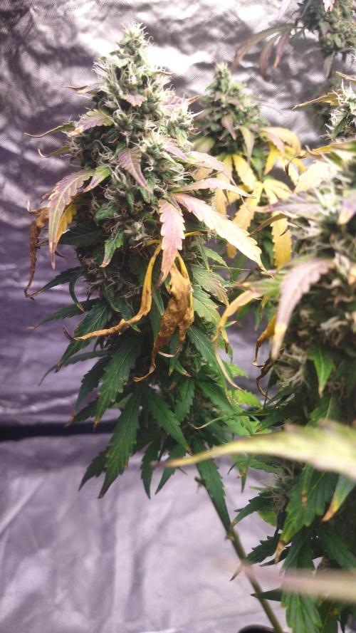 #1 2026 Auto fastbuds. Week 8 - Purple lemonade auto