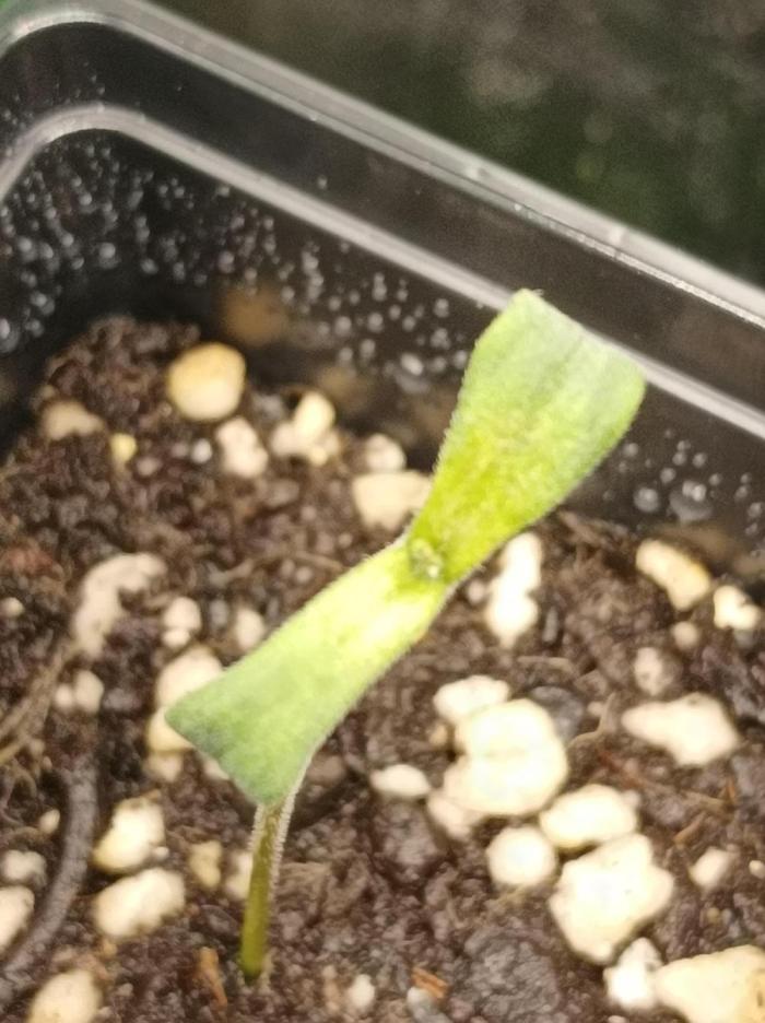 Two RQS White Widow, indoor. Week 0 - After 14 days, no real-leaves visible..