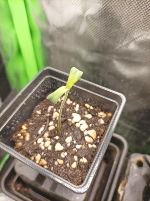 White Widow. Week 1