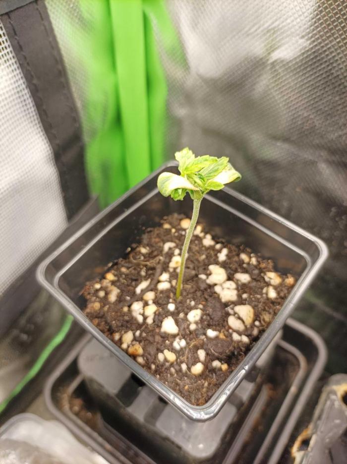 Two RQS White Widow, indoor. Week 2 - Sorry there is no photo from this week, this photo is the from week 4