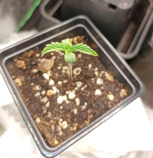 Two RQS White Widow, indoor. Week 3 - The second WW look's much better.