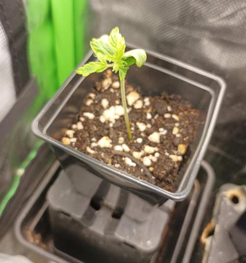 White Widow. Week 3