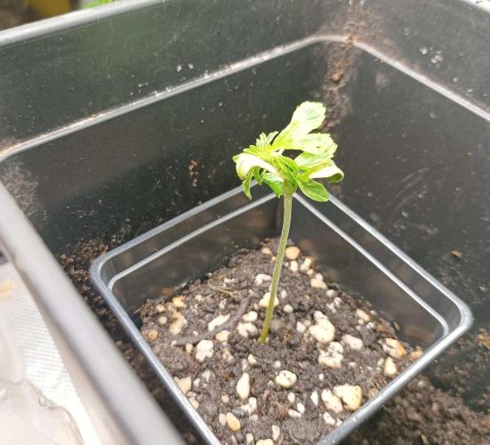 Two RQS White Widow, indoor. Week 3 - First WW