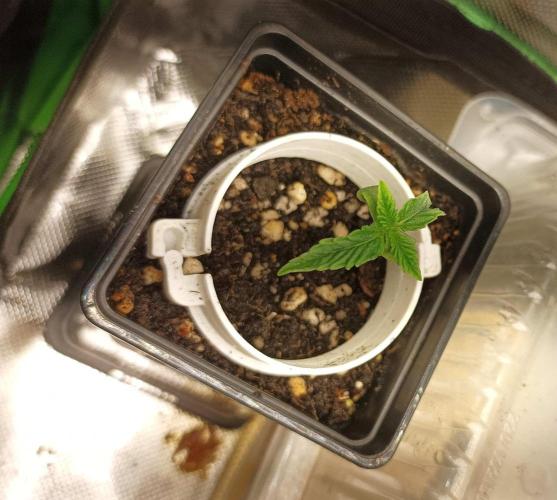 White Widow. Week 3