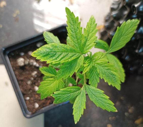 Two RQS White Widow, indoor. Week 4
