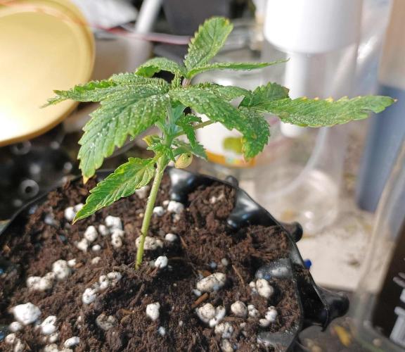 Two RQS White Widow, indoor. Week 4