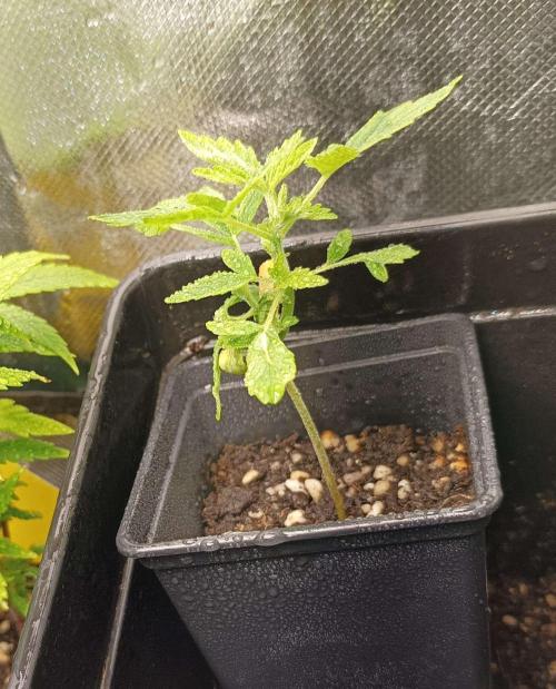 Two RQS White Widow, indoor. Week 4