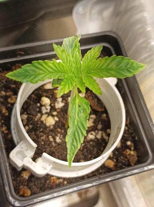 White Widow. Week 4