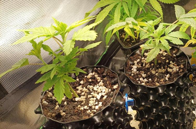 Two RQS White Widow, indoor. Week 5 - WWs in 1l Air-Pot