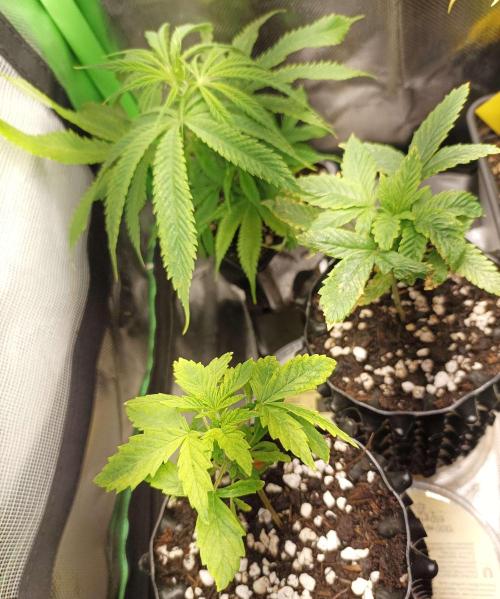 White Widow. Week 5