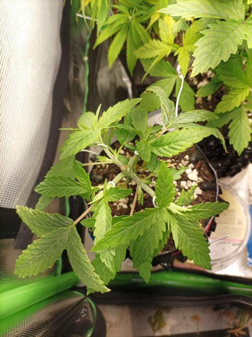 White Widow. Week 6