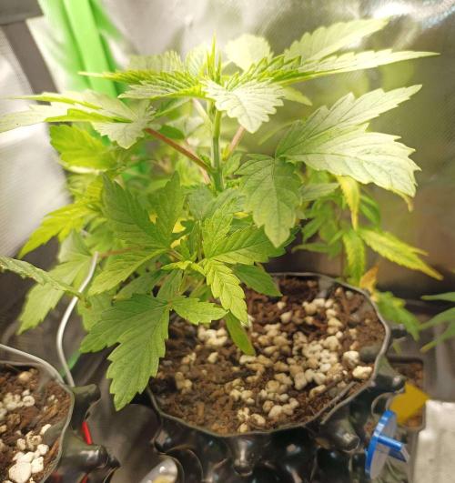 White Widow. Week 6