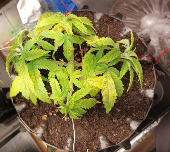 White Widow. Week 7
