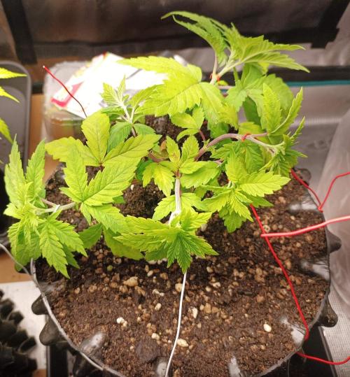 White Widow. Week 8