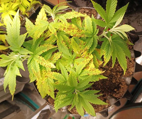 White Widow. Week 8