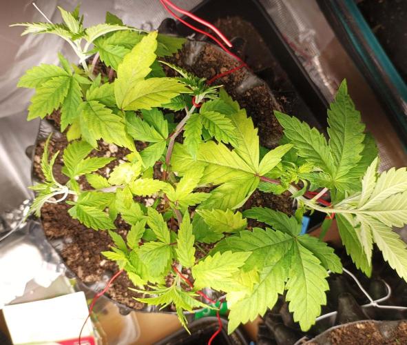 Two RQS White Widow, indoor. Week 9 - First WW, LST