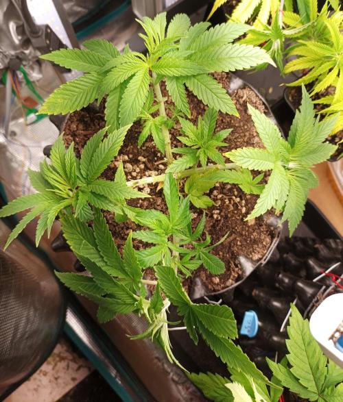 White Widow. Week 9