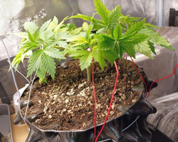 Two RQS White Widow, indoor. Week 10 - White Widow in 5L Air-pot