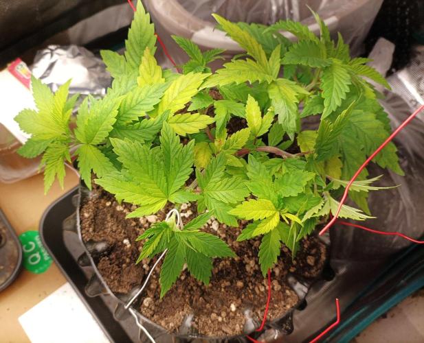 White Widow. Week 10