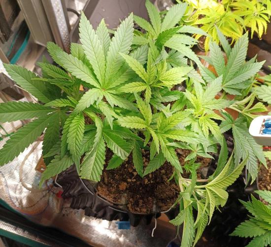 Two RQS White Widow, indoor. Week 10