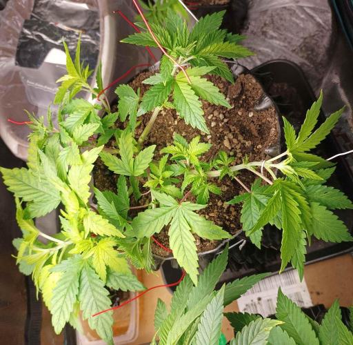 White Widow. Week 10