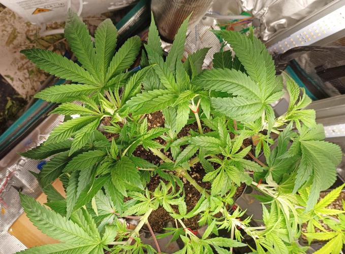 Two RQS White Widow, indoor. Week 11