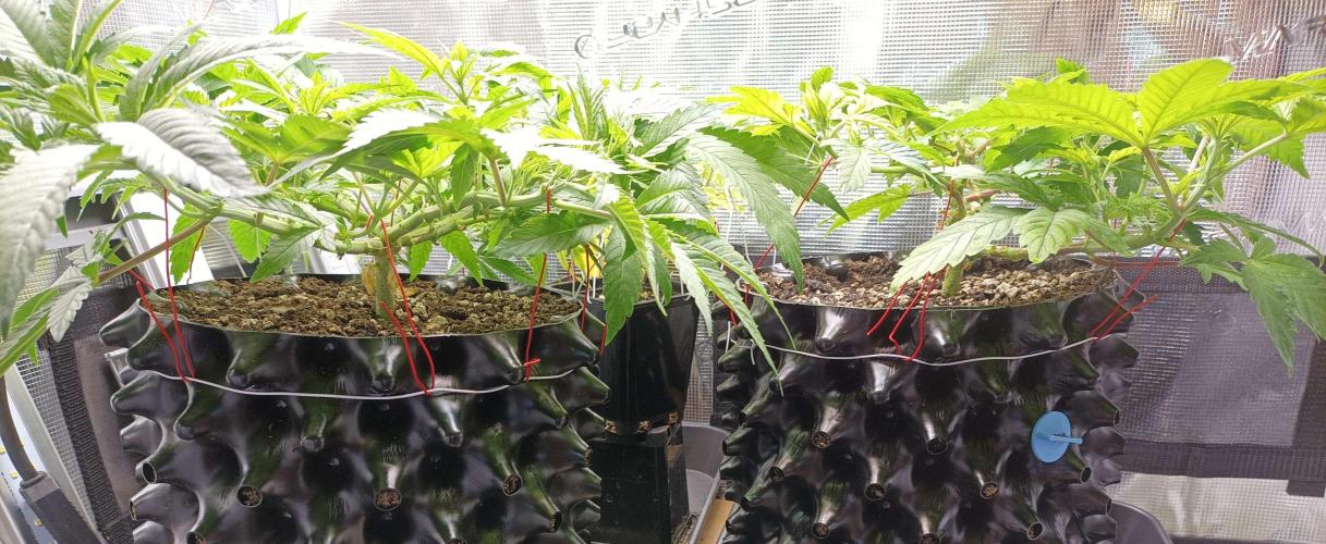 White Widow. Week 11