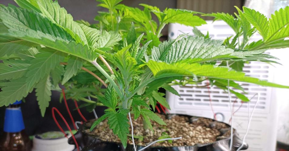 Two RQS White Widow, indoor. Week 12