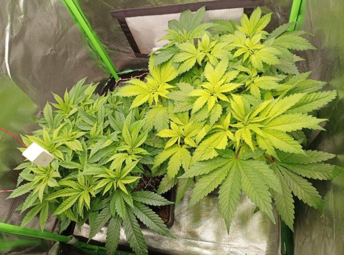 Two RQS White Widow, indoor. Week 13