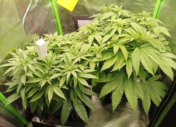 Two RQS White Widow, indoor. Week 14