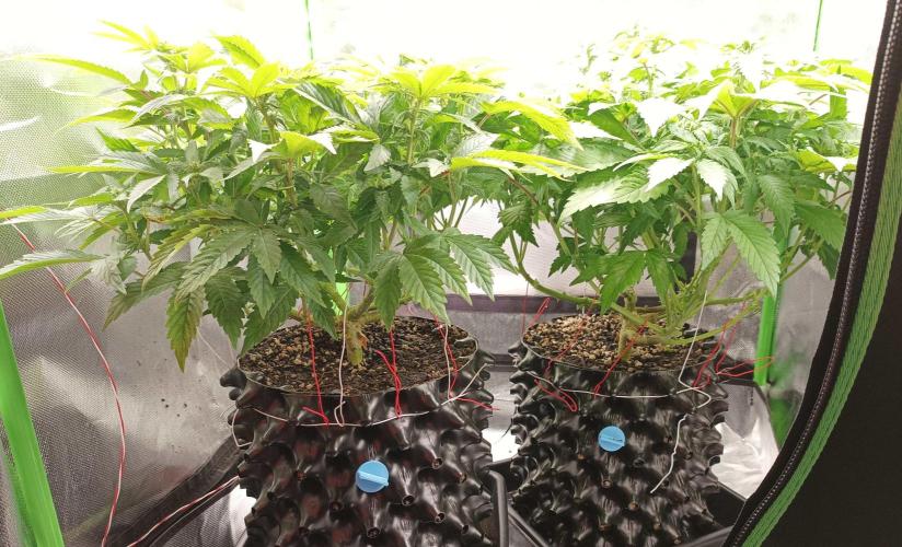 Two RQS White Widow, indoor. Week 15 - After defoliation.
