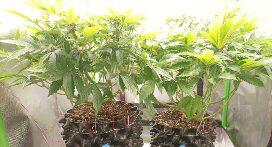 Two RQS White Widow, indoor. Week 16