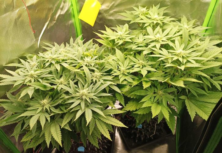 Two RQS White Widow, indoor. Week 16